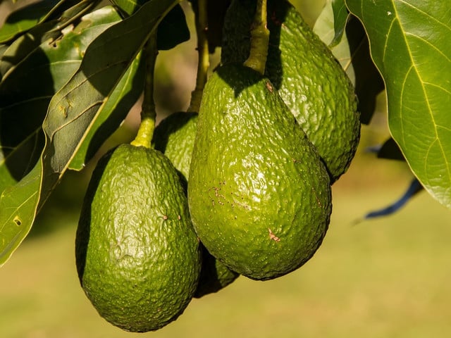 Avocado: gesundes Superfood mit Schattenseiten Avocados sind ökologisch nicht unbedenklich.