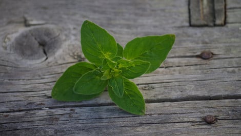 Oreganoöl selber machen: Rezept für das gesunde Öl