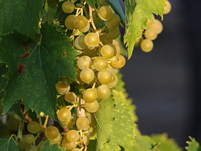 Verwende möglichst reife Weintrauben, um Federweißer selber zu machen.