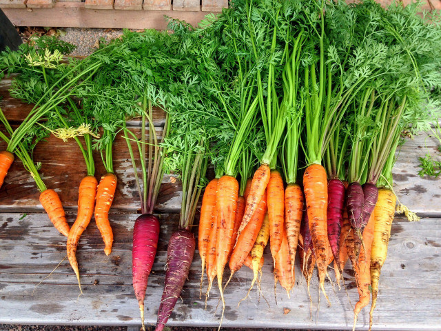 Karottenbrot kannst du mit verschiedenfarbigen Karotten backen.
