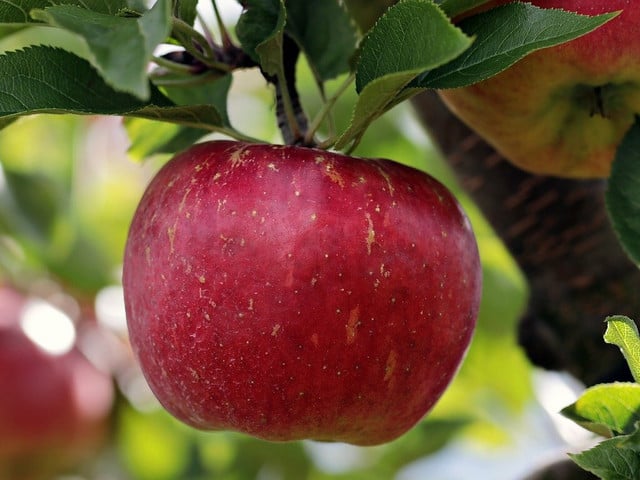 Äpfel haben von August bis November Saison. 
