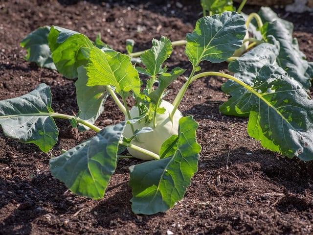Colcannon eignet sich gut, um Blätter von Kohlrabi oder anderem Gemüse zu verwerten.