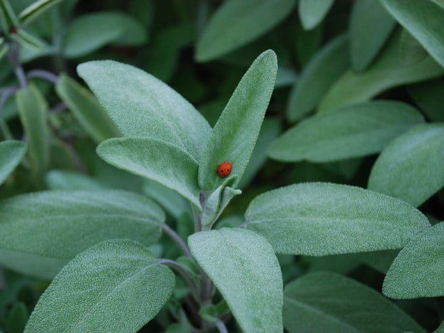 Tipps und Varianten für frittierten Salbei Salbei kannst du auch im eigenen Garten anbauen.