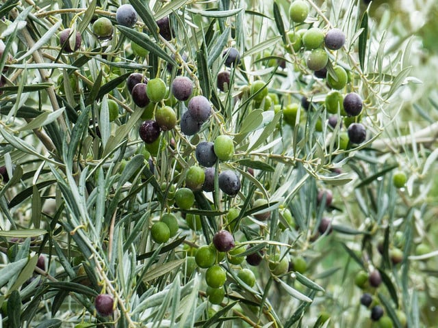 Aus Olivenblättern kannst du leckeren Olivenblätter-Tee herstellen. 