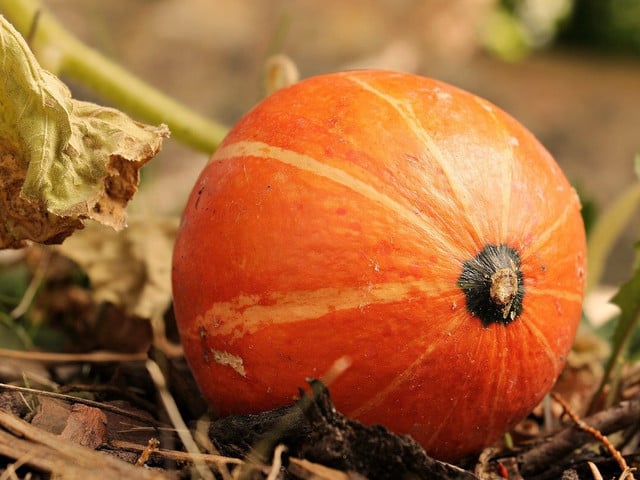 Der Herbst ist die richtige Jahreszeit für eine Kürbistarte.