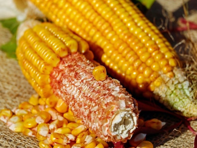 Entkornte Maiskolben bilden die Grundlage für Corncob Jelly.