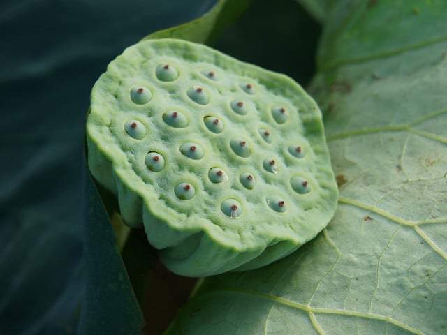 Lotuswurzel ist der essbare Stock der gleichnamigen Pflanze. 