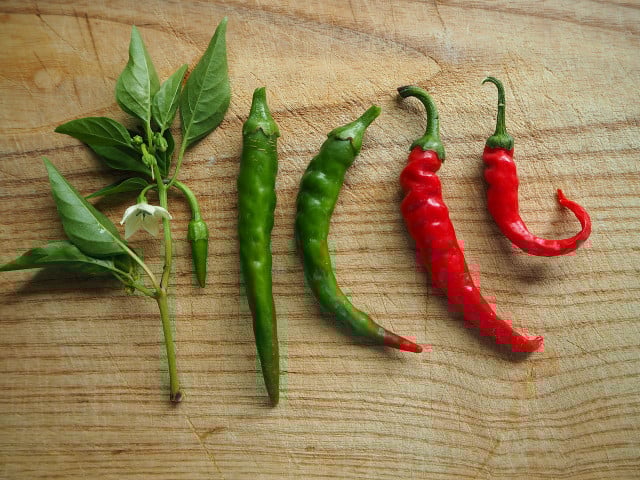Tipps und Variationen für den selbst gemachten Senf Durch Chilis wird selbst gemachter Senf extra scharf.