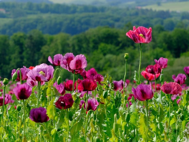 Für den veganen Mohnkuchen brauchst du Blaumohn.