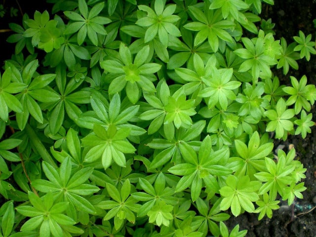 Maibowle selber machen: Das Rezept Für die Maibowle brauchst du die Blätter vom Waldmeister.