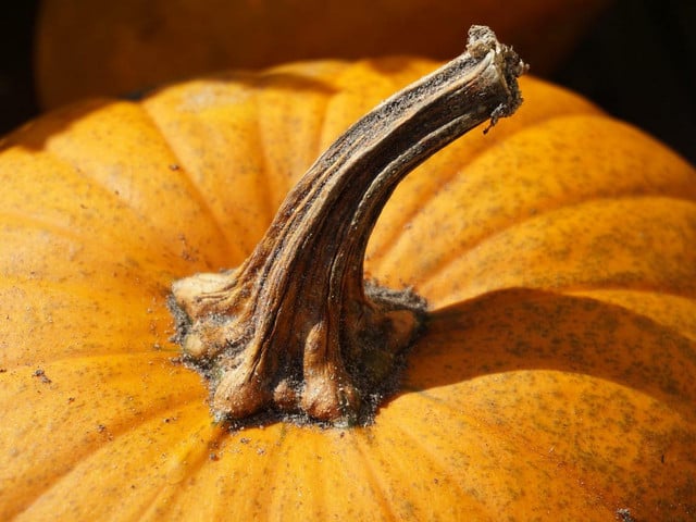 Kürbispüree sorgt für den echten Kürbisgeschmack des Pumpkin Spice Sirups.