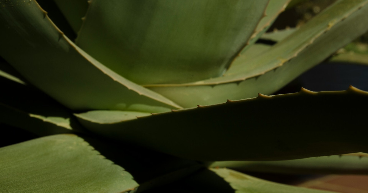 Aloe-vera-Drink: Erfrischendes Rezept