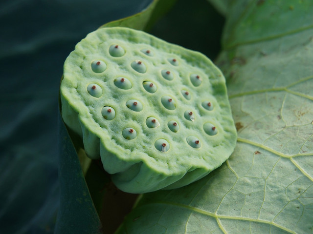 Wissenswertes zur Lotuswurzel Lotuswurzel ist der essbare Stock der gleichnamigen Pflanze.