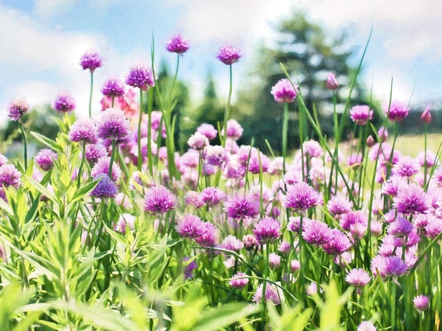 Schnittlauchblüten sind essbar und lassen sich getrocknet für Blütensalz verwenden.