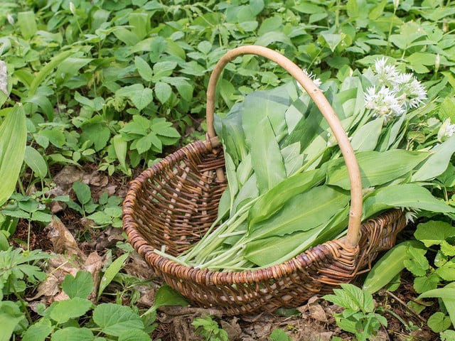 Mehr Rezeptideen mit Bärlauch Den Bärlauch für deine Mayo kannst du selbst ernten.