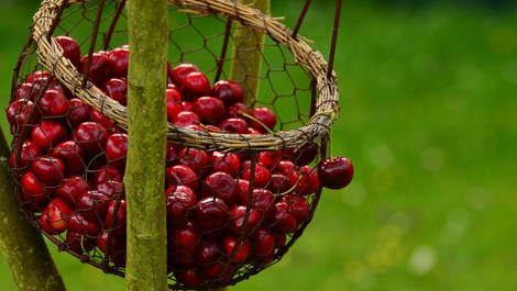 Kirschen verwerten: Die besten Rezepte dafür