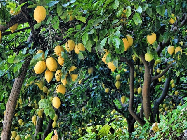 Zitronen haben in Italien von November bis Juli Saison. 
