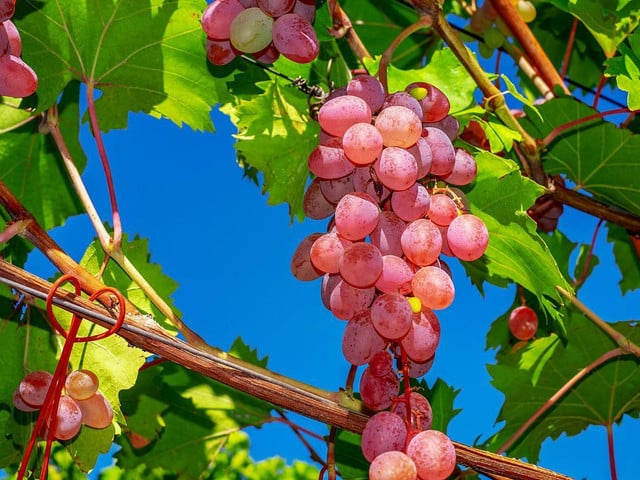 Verwende für den Weintraubenkuchen idealerweise Weintrauben aus heimischem Anbau.