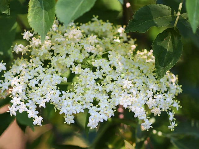 Holunderlimonade frisch zubereiten: So geht’s Frische Holunderblüten verleihen der Holunderlimonade ihr Aroma.