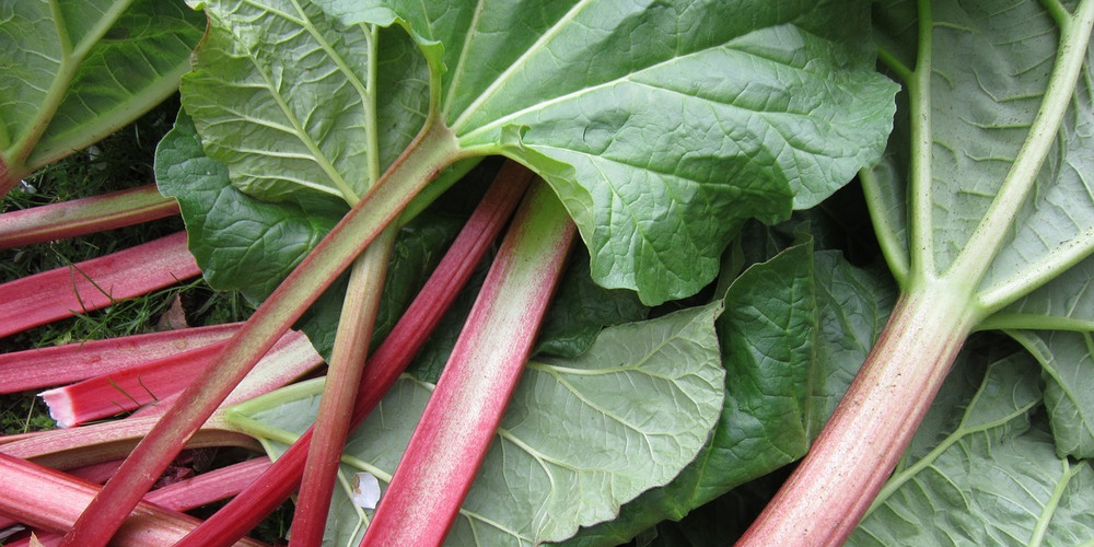 Rhabarber-Marmelade: Rezept für den süßen Brotaufstrich