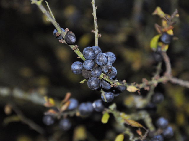 Schlehenkompott: Süß-saure Spezialität aus der Region Nach dem ersten Frost schmecken Schlehen weniger sauer.