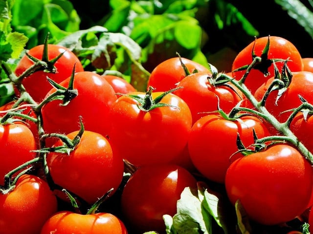 Frische Tomaten passen wunderbar zu Kräuterpolenta.