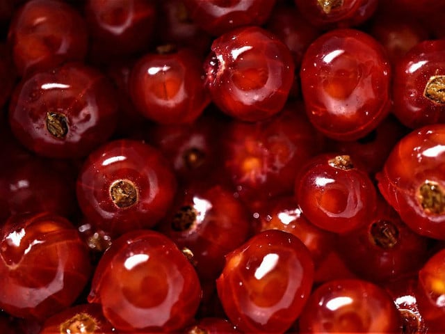Kuchen harmonieren Johannisbeeren wunderbar mit der Süße des Teiges. 
