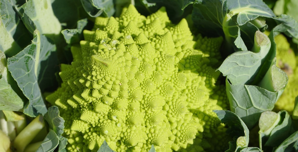 Romanesco zubereiten: Das sind die besten Techniken und Rezepte