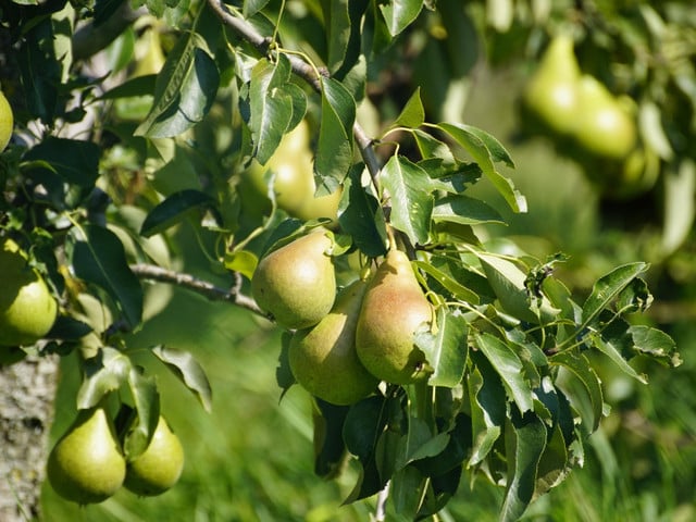 Deutsche Birnen reifen im Spätsommer und Herbst.