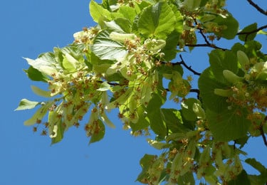 Lindenblütensirup