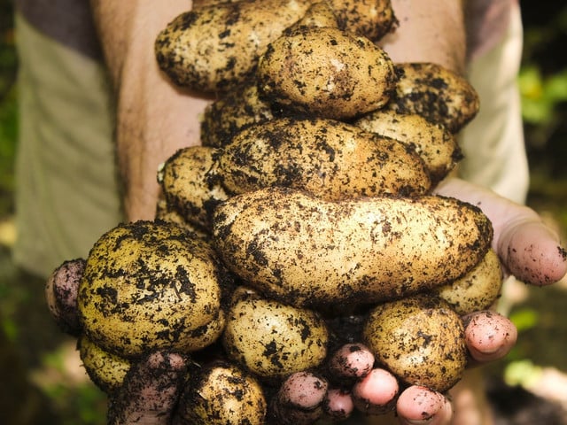 Kartoffeln kommen von Juni bis Oktober frisch vom Feld.
