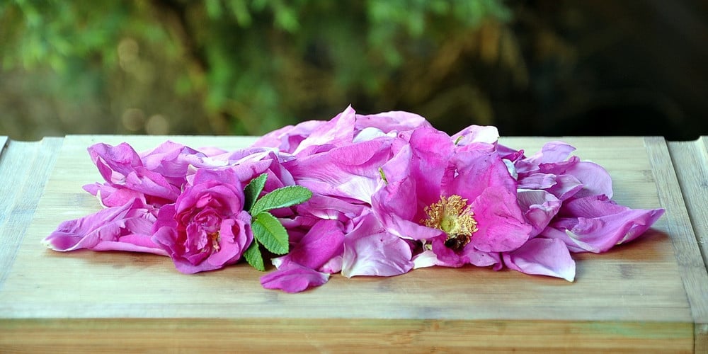 Rosenmarmelade selber machen: Rezept für Rosengelee