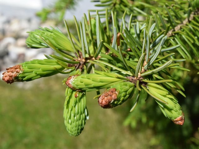 Fichtennadelsirup zubereiten: So gehst du vor Für den Fichtennadelsirup brauchst du die jungen Triebe der Fichte.