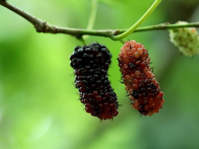Maulbeeren wachsen nicht am Strauch, sondern am Baum.