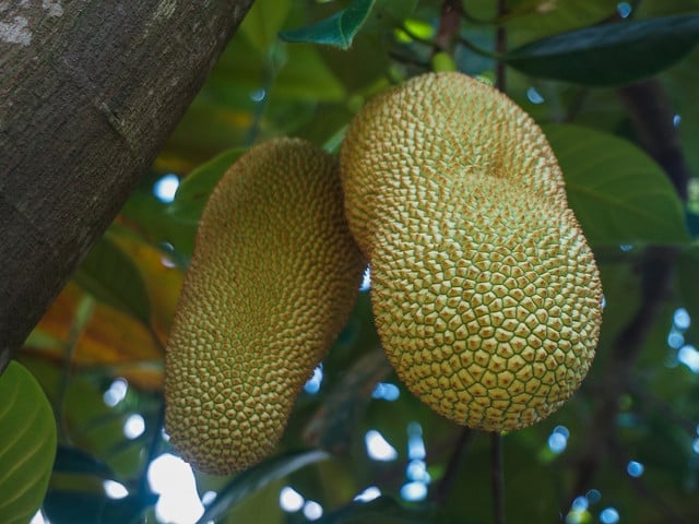 Die Jackfruit ist eine Baumfrucht aus Sri Lanka.